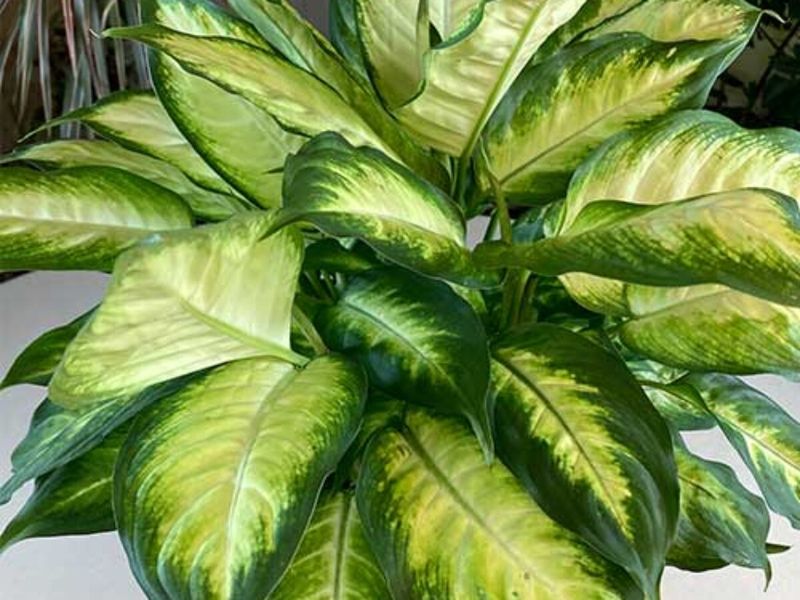 Dumb Cane