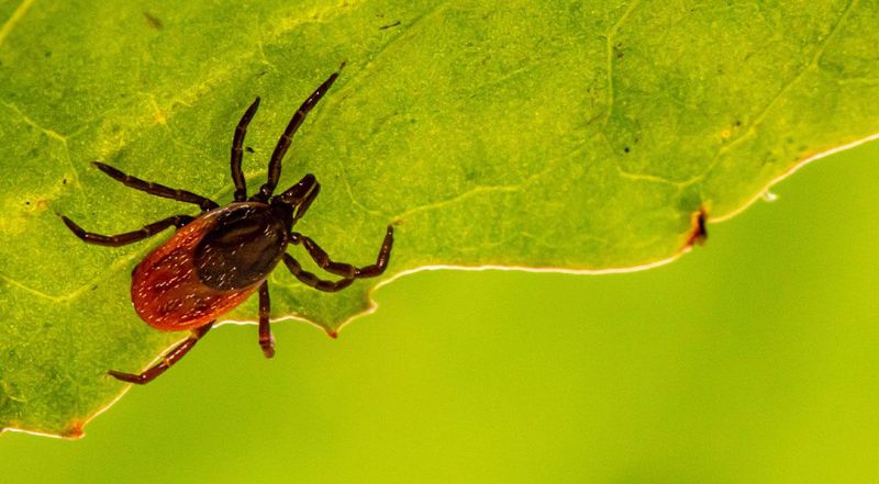 Use Layered Tick Prevention Around the Garden