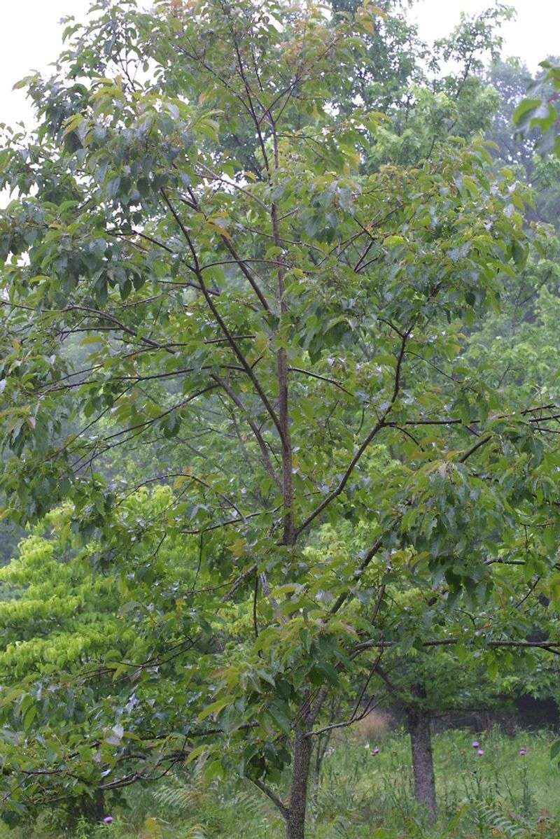 Site the Tree Where Wildlife Can Visit Without Taking Over the Yard