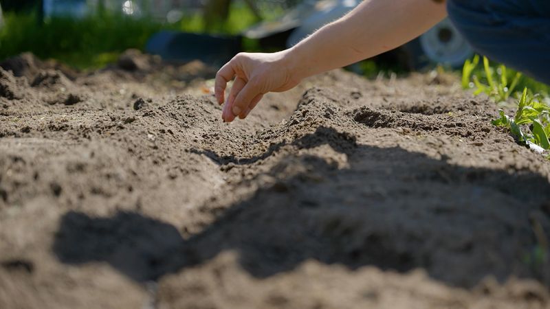 Direct sowing helps beet roots develop normally