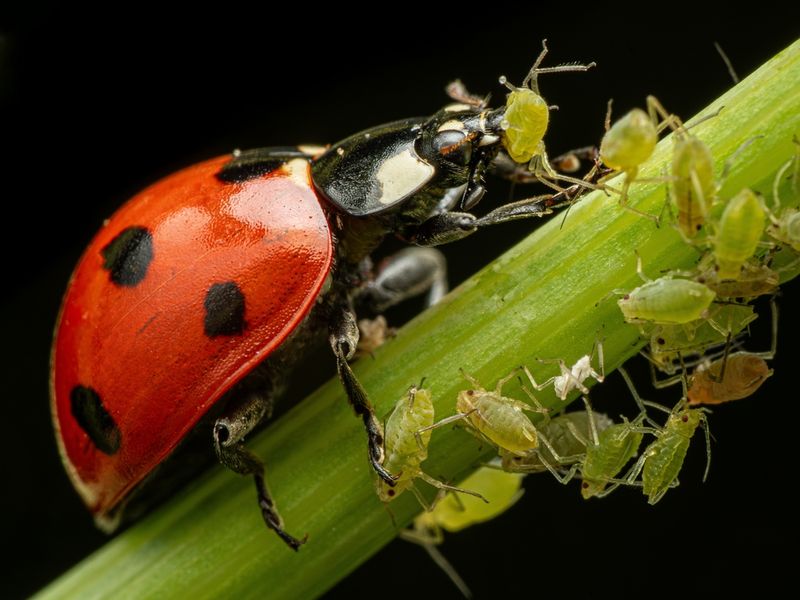 Diverse Insect Activity