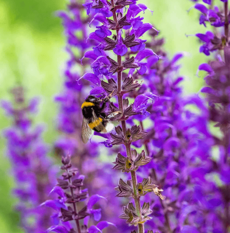 Perennial Salvia