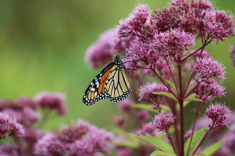 Joe Pye Weed (Eutrochium spp.)