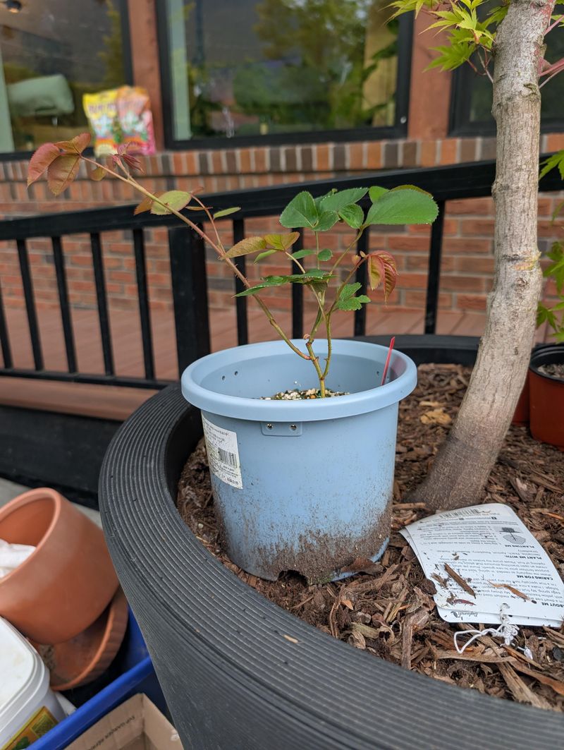 Immature Plant