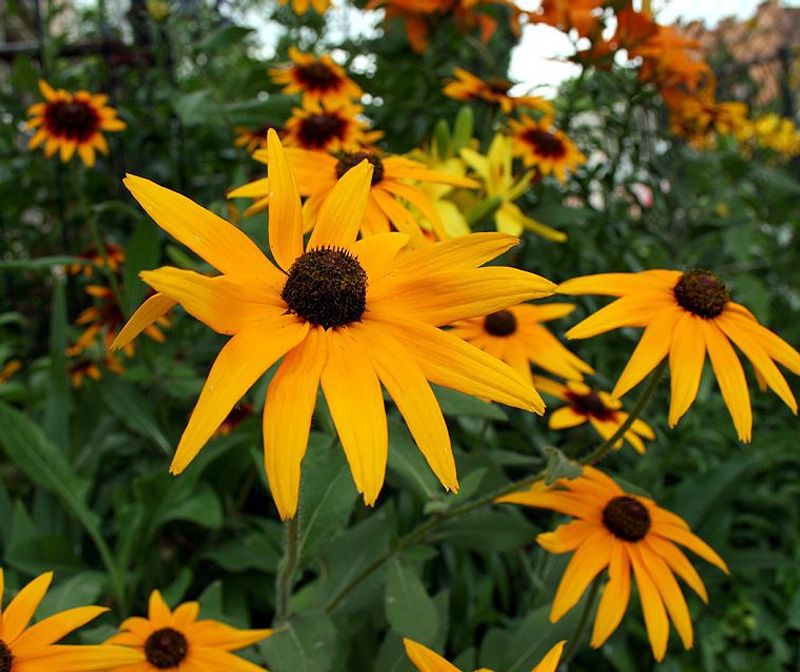 Black-Eyed Susan (Rudbeckia)