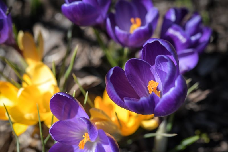 Crocus