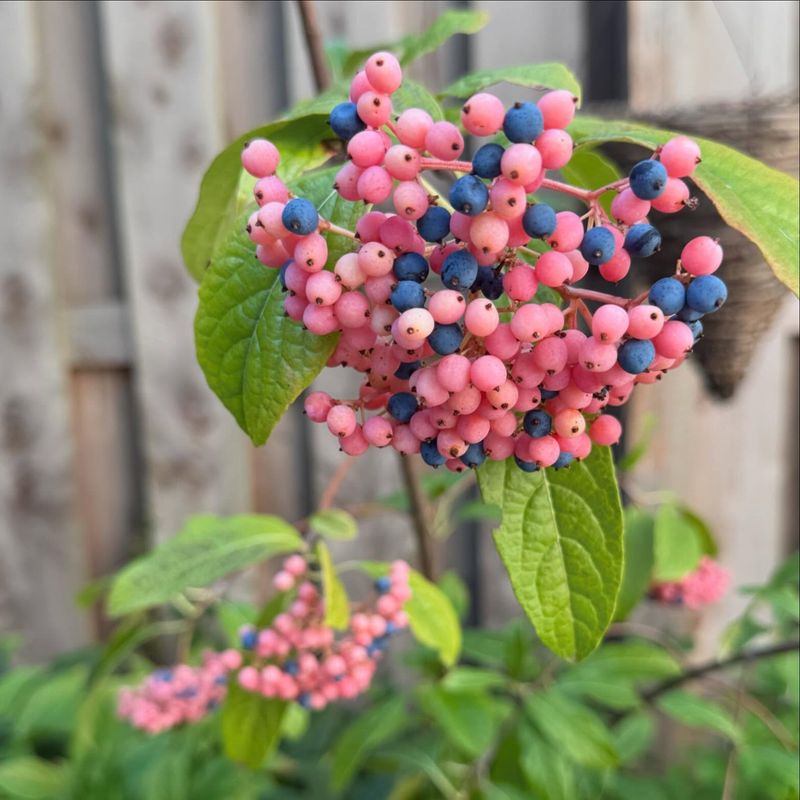 Viburnum