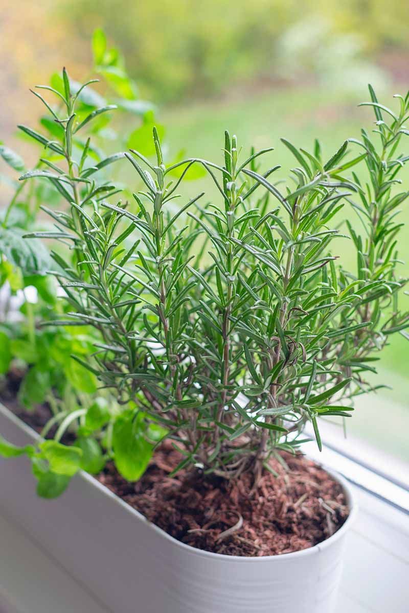 Rosemary