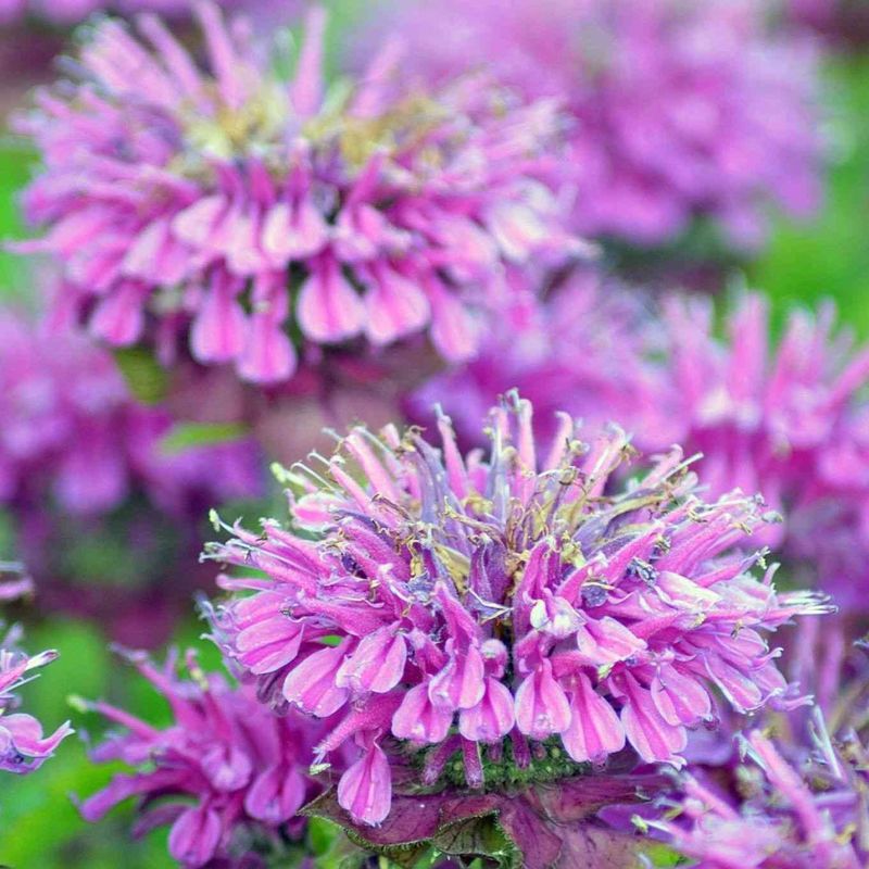Wild Bergamot (Monarda fistulosa)