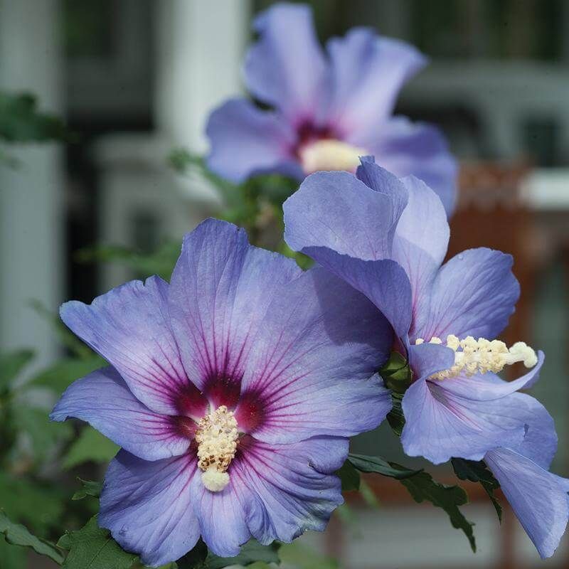 Rose of Sharon (Hibiscus syriacus)