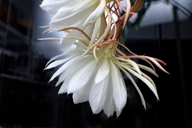 Night-Blooming Cereus
