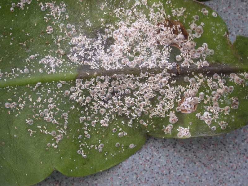 Sap-Sucking Pests