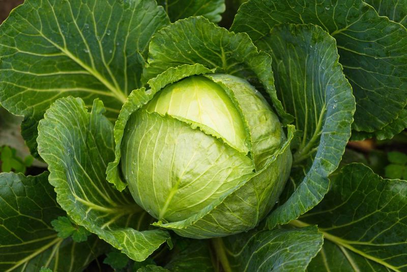 Follow a steady-moisture routine through harvest
