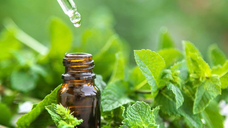 Peppermint Oil