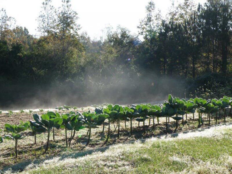 Resume the fertility plan instead of adding emergency nitrogen