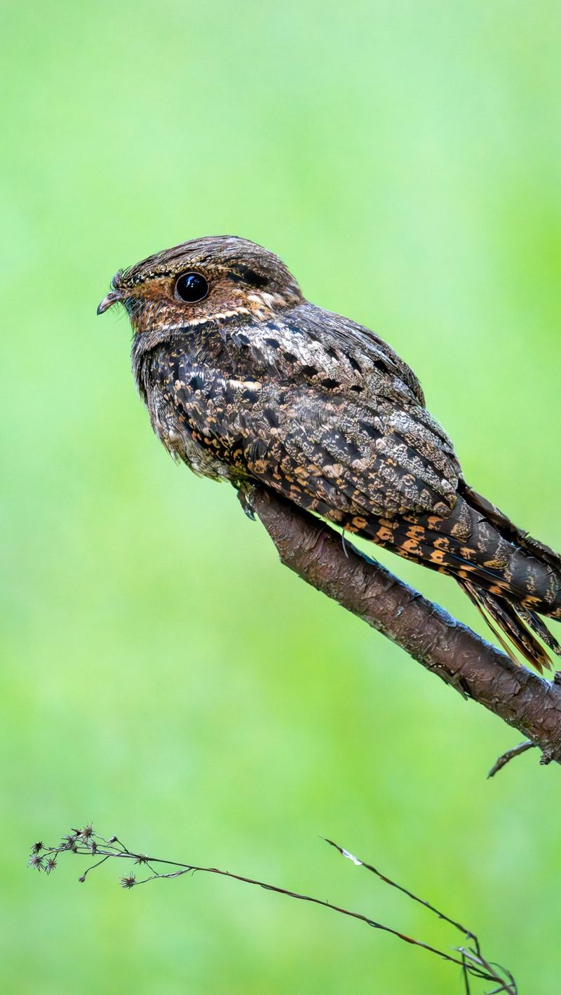 The dusk caller is usually a nightjar, not a mystery