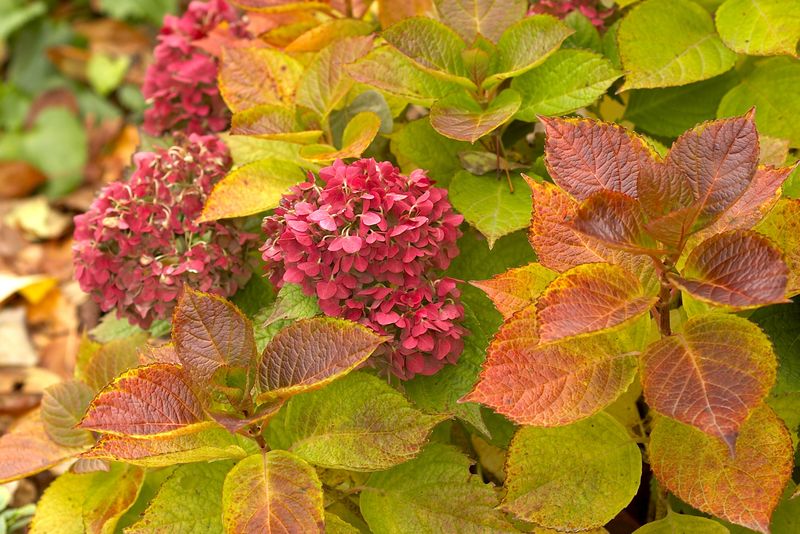 Old-wood hydrangeas need restraint now