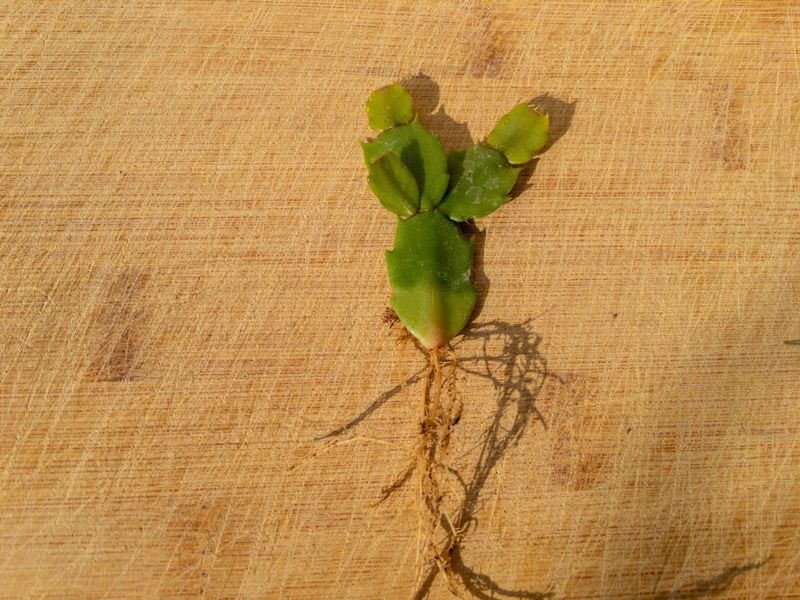 Wait several weeks and check for usable roots