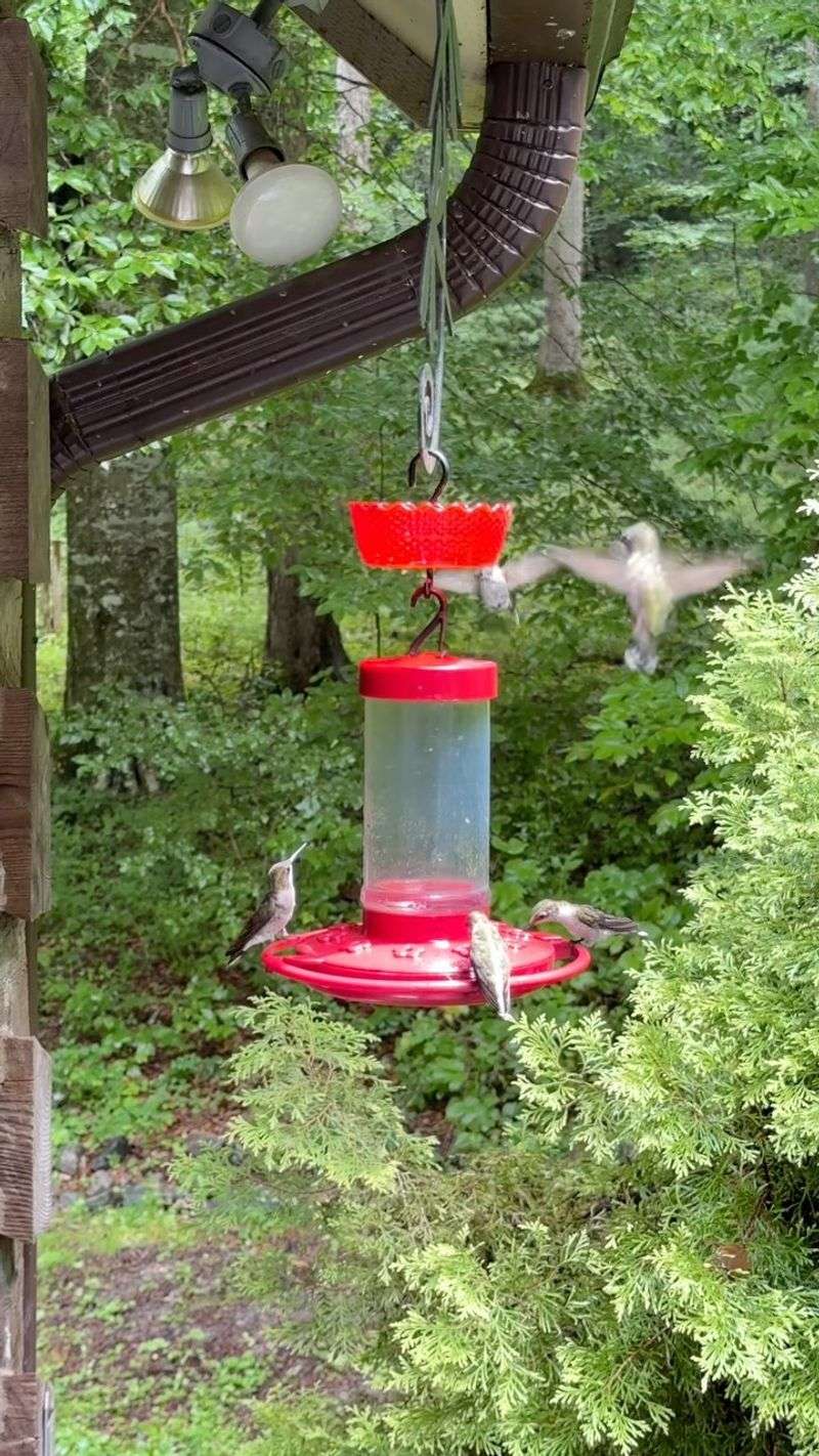Placing Feeders in Direct Sunlight