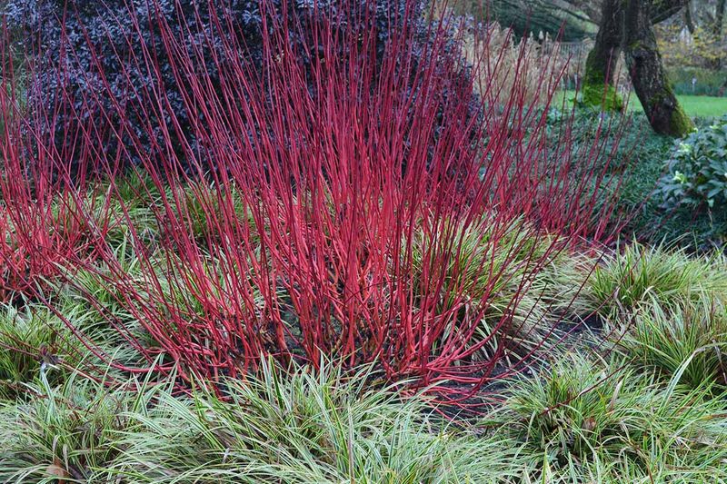 Red-Twig Dogwood