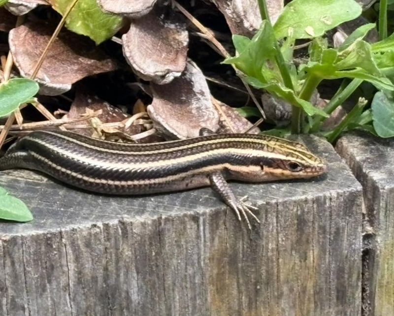 Why a patio makes an effective skink station