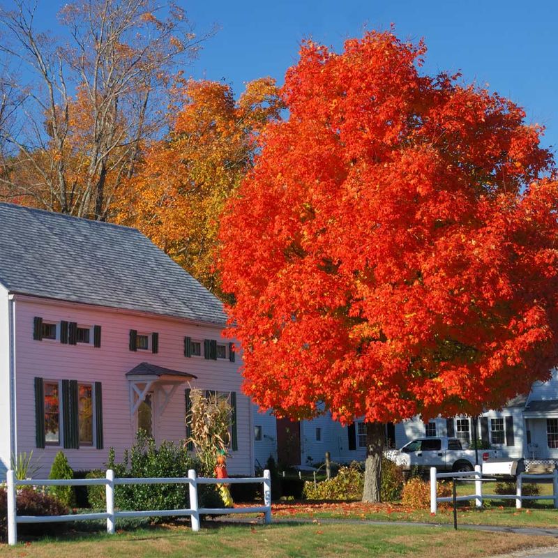 Red Maple (Acer rubrum)