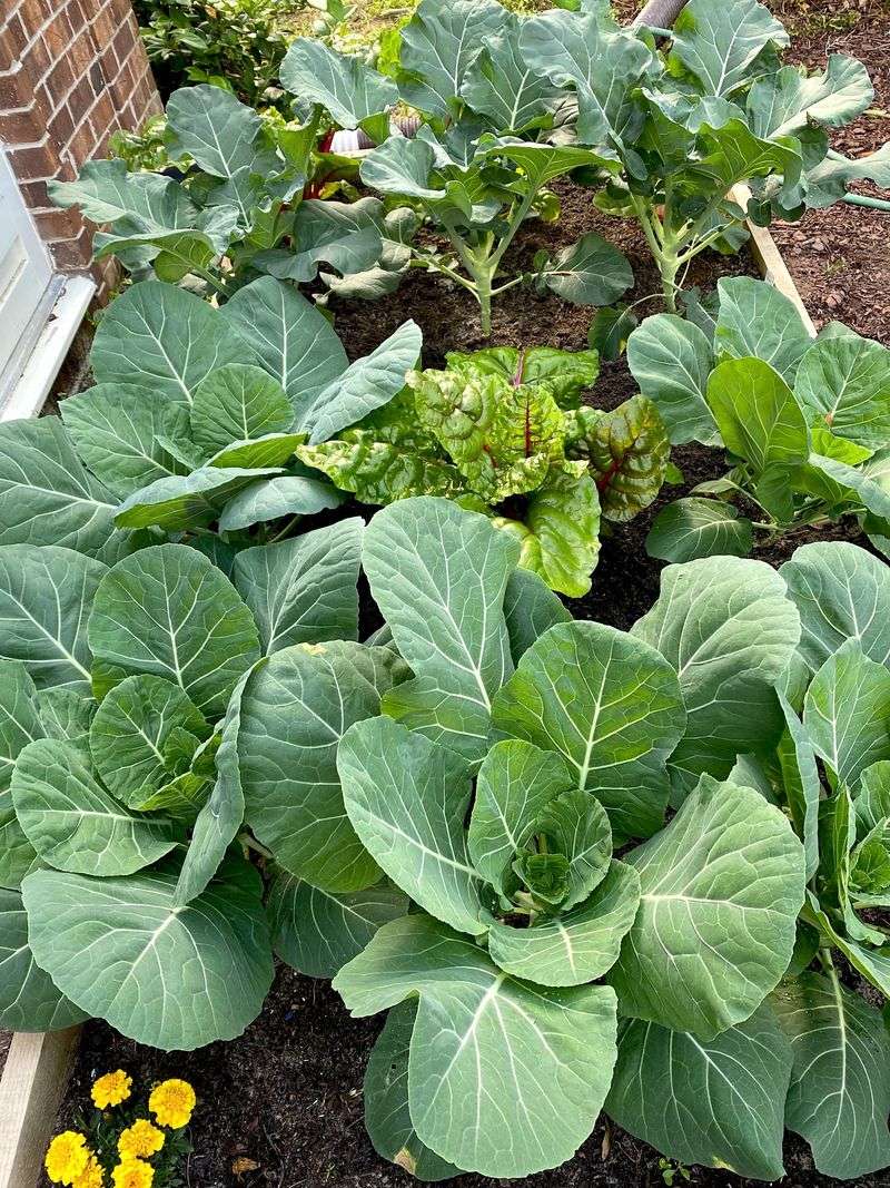 Could cool weather change collard flavor?