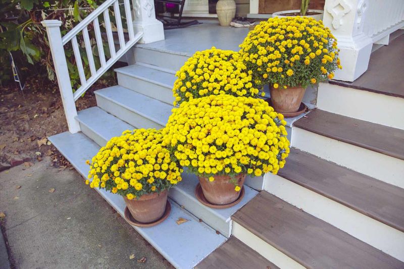 Leaving Them in the Afternoon Heat