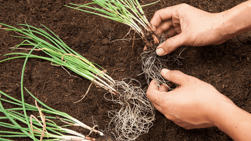 Start from seed or sets