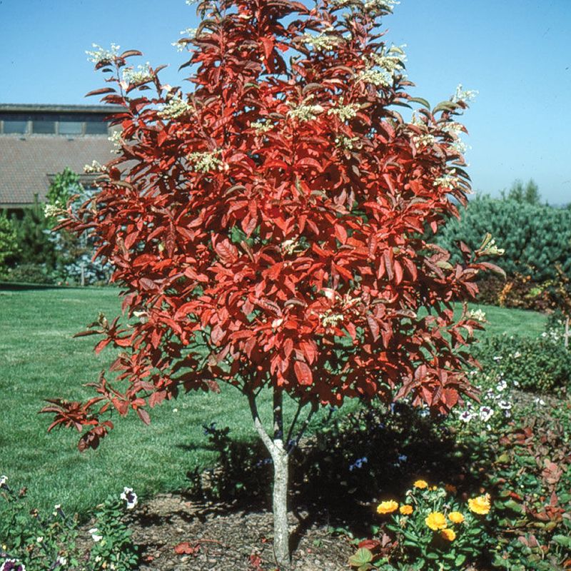 Sourwood offers summer flowers and fall foliage