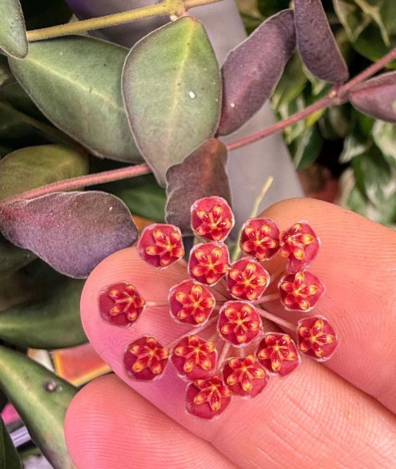 Hoya sp. aff. burtoniae