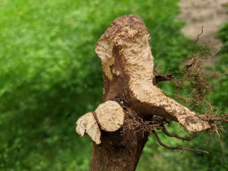 The damage often appears before the culprit does