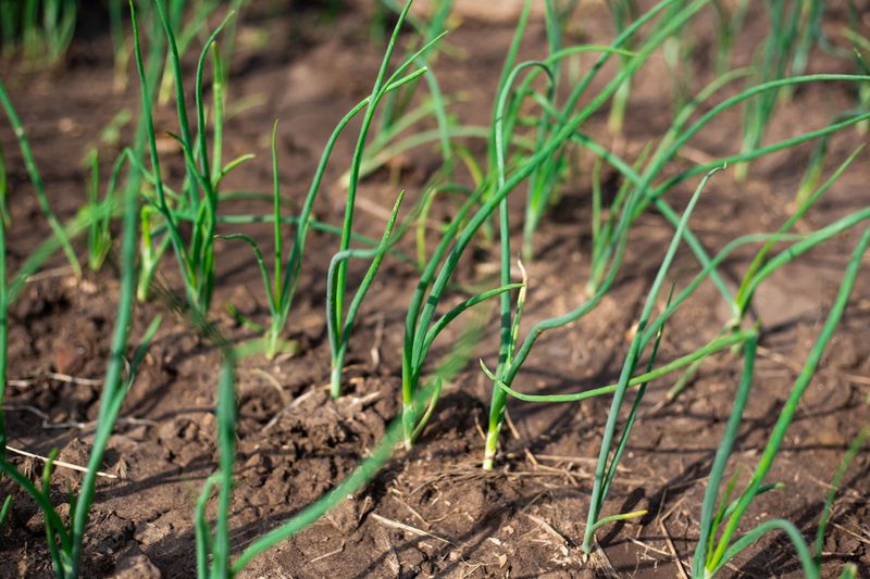 Sowing Onion Seed Outdoors in October