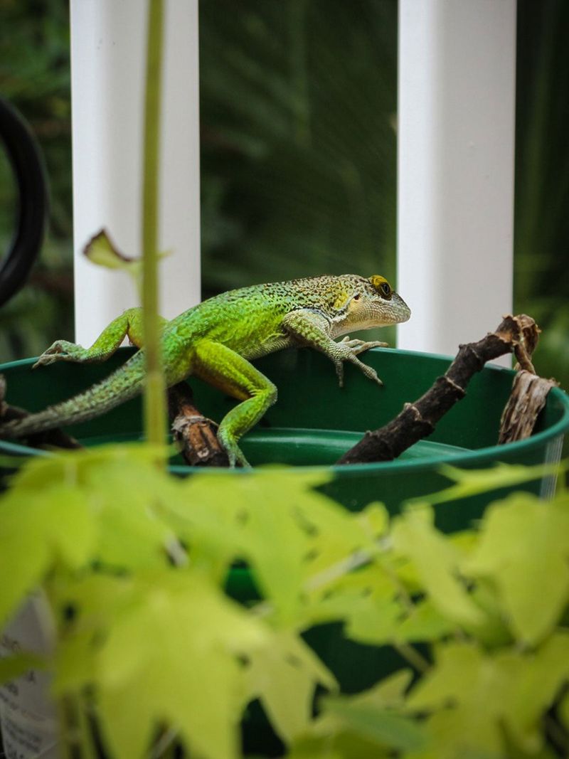 Your Containers Can Supply the Habitat Anoles Use