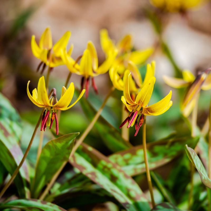 Trout Lily (Erythronium americanum)