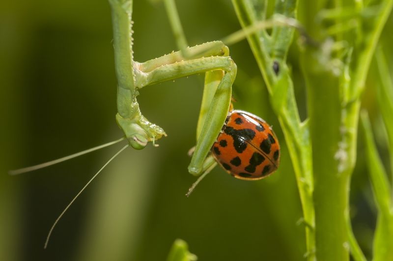 Lady beetles can also enter the prey mix