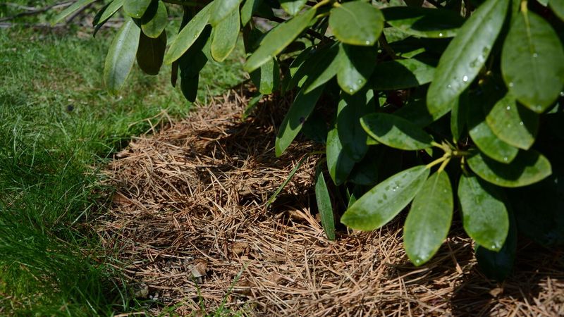 Use mulch, moisture, and shelter as supporting defenses