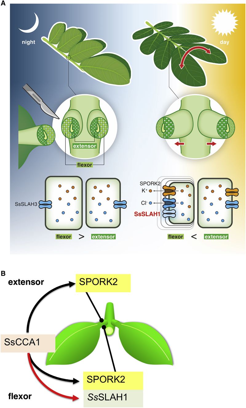 Solute and water shifts change motor-cell turgor