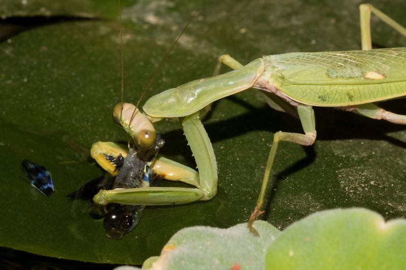 Mantises hunt broadly, not just for garden pests
