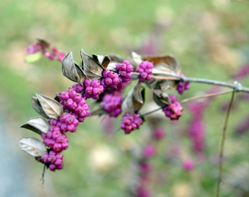 Coralberry (Symphoricarpos orbiculatus)