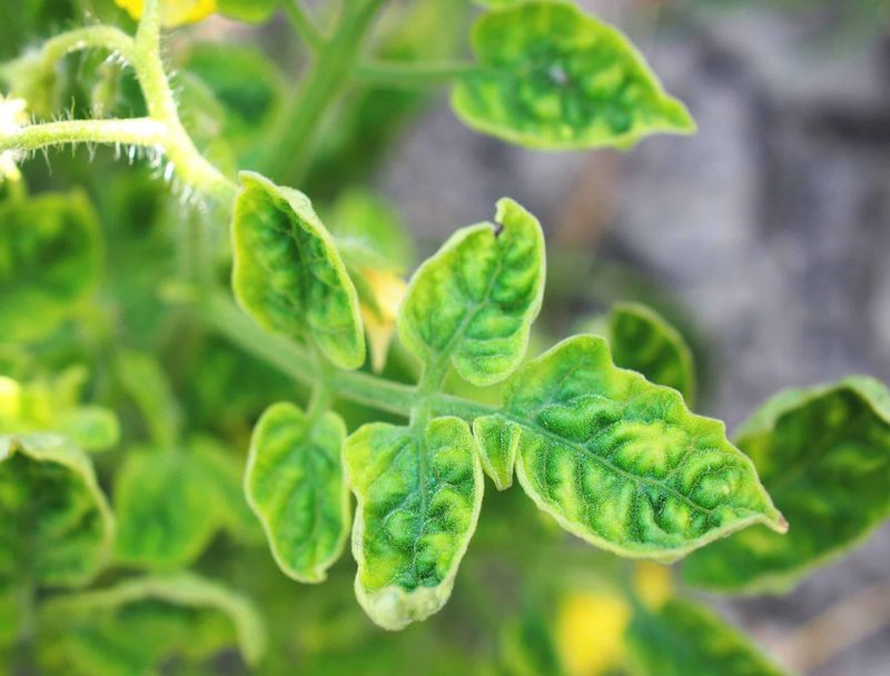 Potassium Deficiency