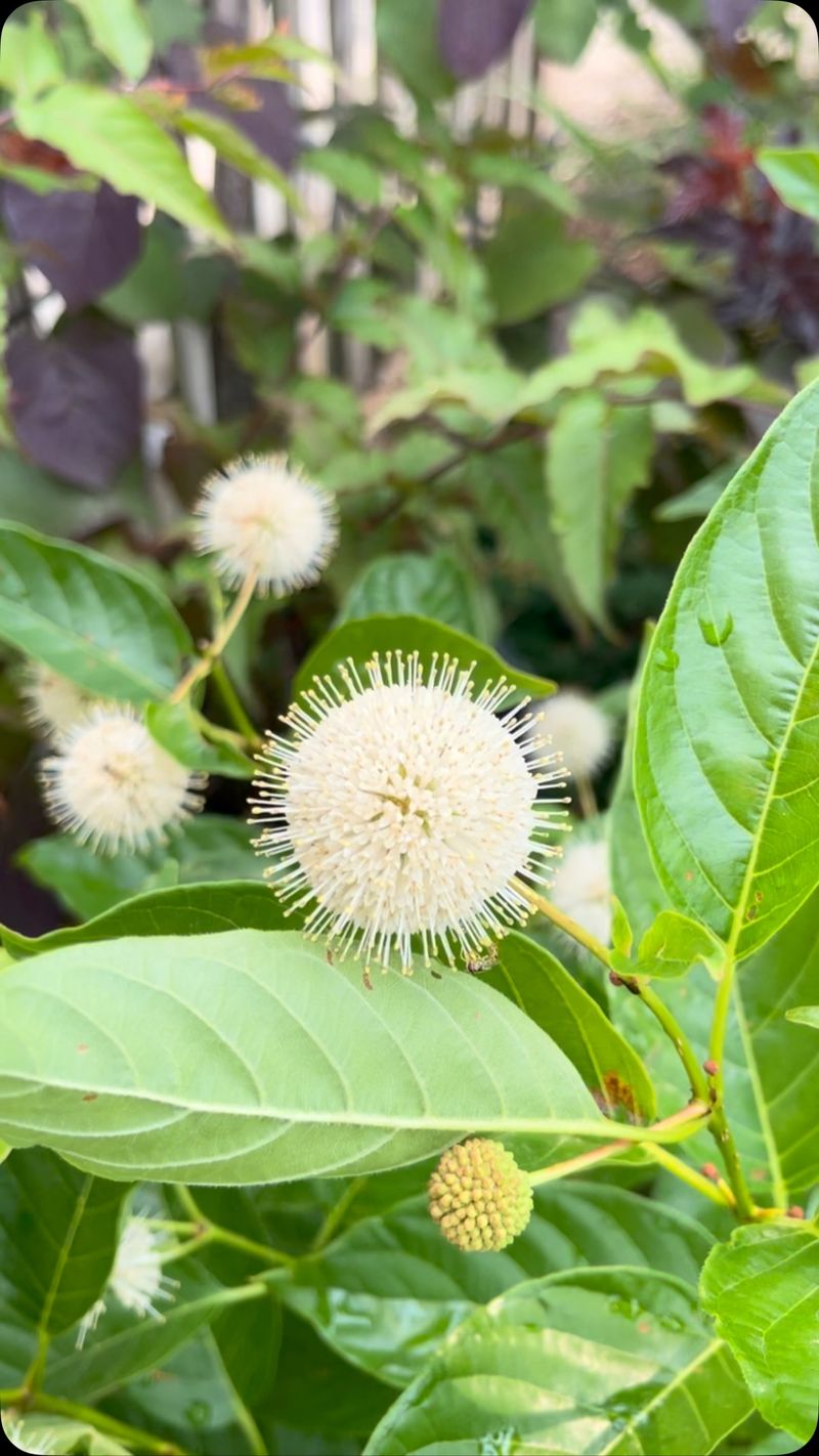 Expect flowers, fruit, and documented habitat value