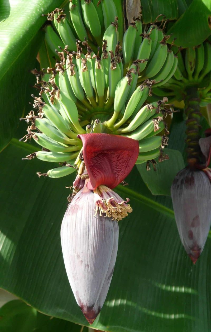 The purple hanging bud is part of the plant’s flowering structure