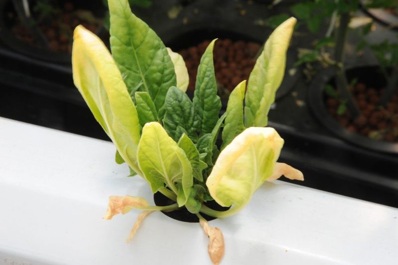 Before blaming nitrogen, read the rest of the plant