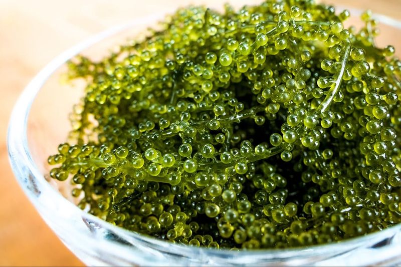 Sea Grapes (Umibudo)