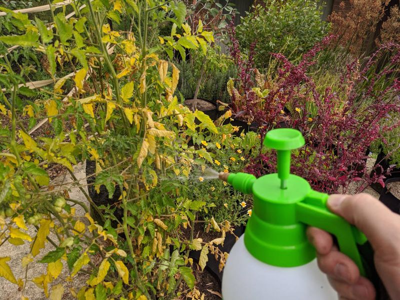 Try a Foliar Spray for Instant Absorption