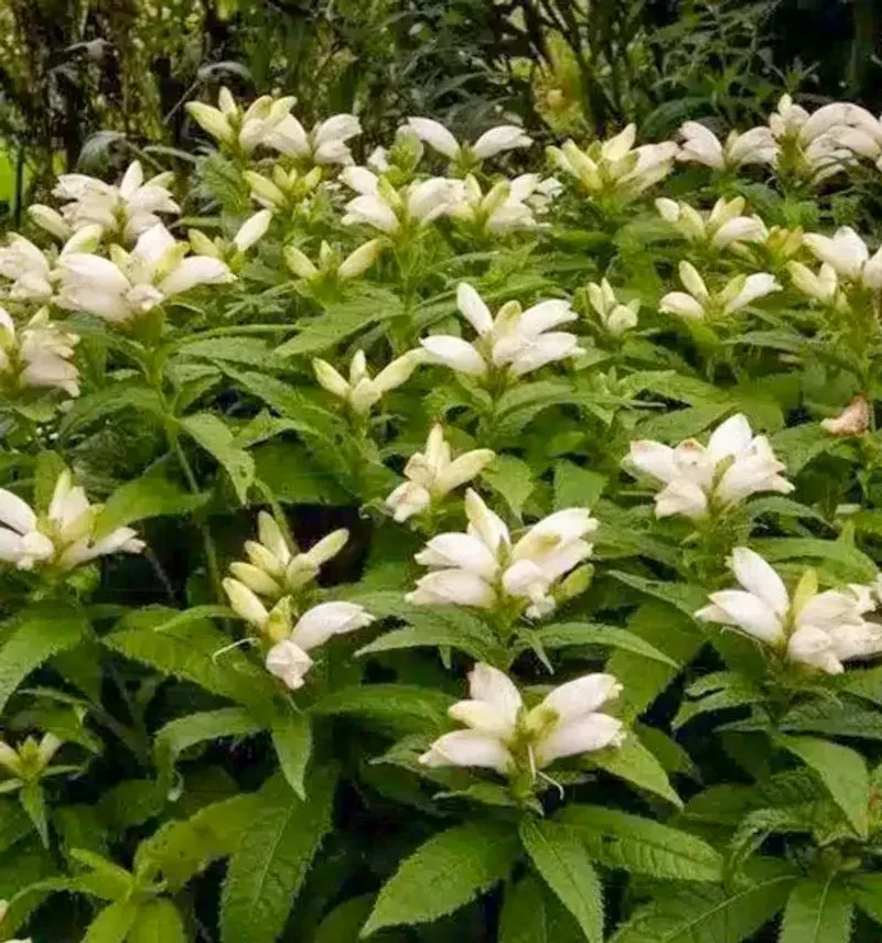 White turtlehead offers a promising fall display