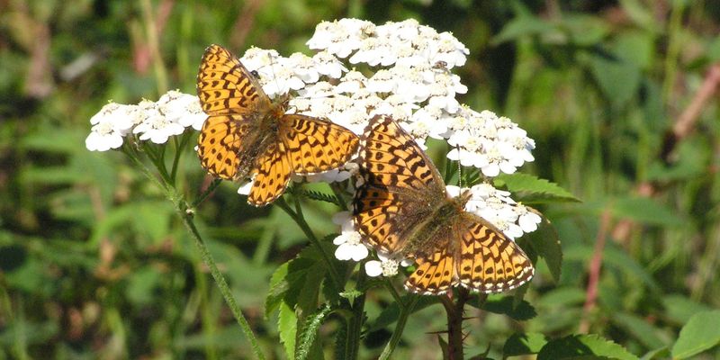 Yarrow (Achillea)