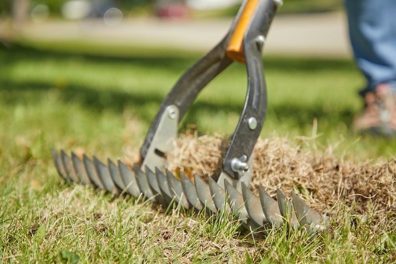 Excessive Thatch Buildup