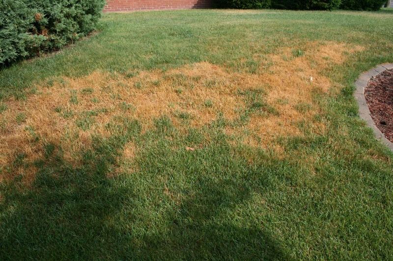 Brown grass does not identify the cause